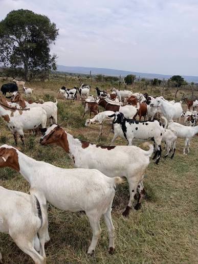 CHOOSE THE RIGHT BREEDING ANIMALS, NOT JUST YOUNG ONES